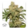 AUTO OH MY GUSHER · Dutch Passion · semi di canapa · Auto Fem