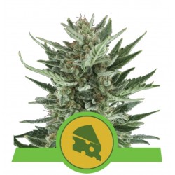 ROYAL CHEESE AUTO · Royal Queen Seeds · cannabis seeds · AutoFem