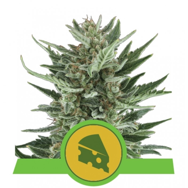 ROYAL CHEESE AUTO · Royal Queen Seeds · cannabis seeds · AutoFem