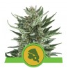ROYAL CHEESE AUTO · Royal Queen Seeds · cannabis seeds · AutoFem
