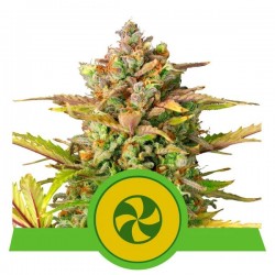 SWEET ZZ AUTO · Royal Queen Seeds · semi di canapa indiana · AutoFem