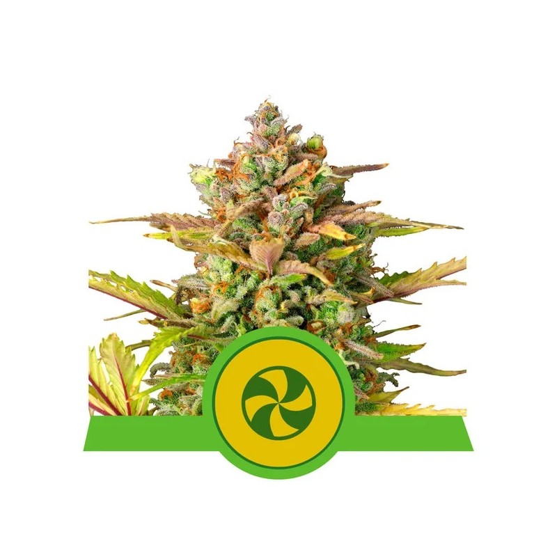 SWEET ZZ AUTO · Royal Queen Seeds · semi di canapa indiana · AutoFem