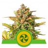 SWEET ZZ AUTO · Royal Queen Seeds · semi di canapa indiana · AutoFem