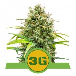 TRIPLE G AUTO · Royal Queen Seeds · semi di canapa indiana · AutoFem