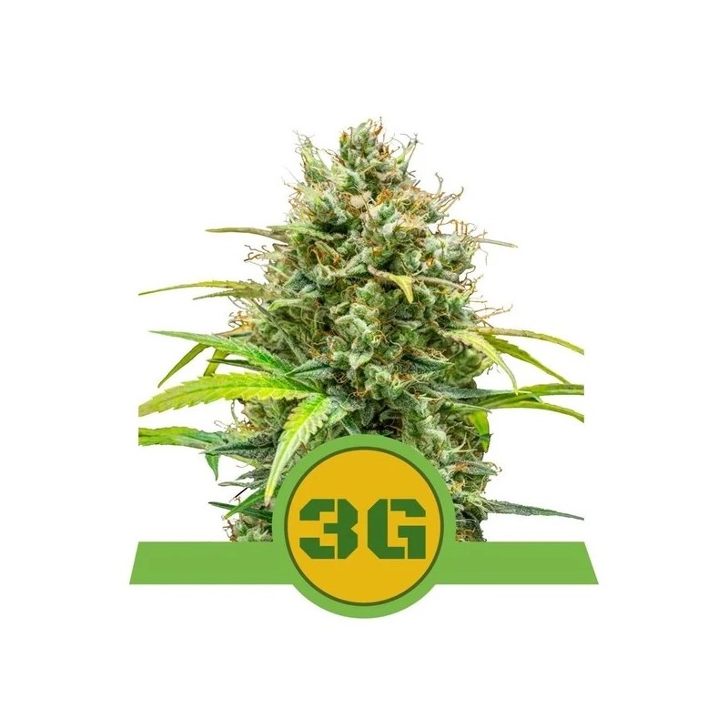 TRIPLE G AUTO · Royal Queen Seeds · kaufen cannabis samen · AutoFem