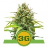 TRIPLE G AUTO · Royal Queen Seeds · semi di canapa indiana · AutoFem