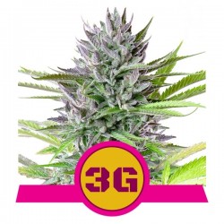 TRIPLE G · Royal Queen Seeds · cannabis seeds · Fem
