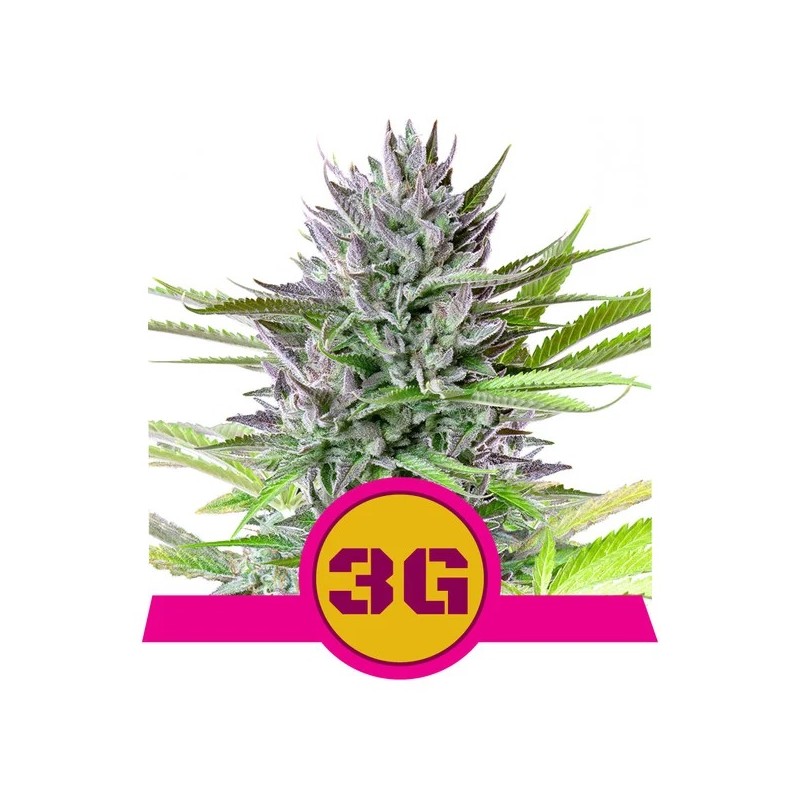 TRIPLE G · Royal Queen Seeds · sementes de maconha · Fem