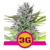 TRIPLE G · Royal Queen Seeds · cannabis samen · Fem