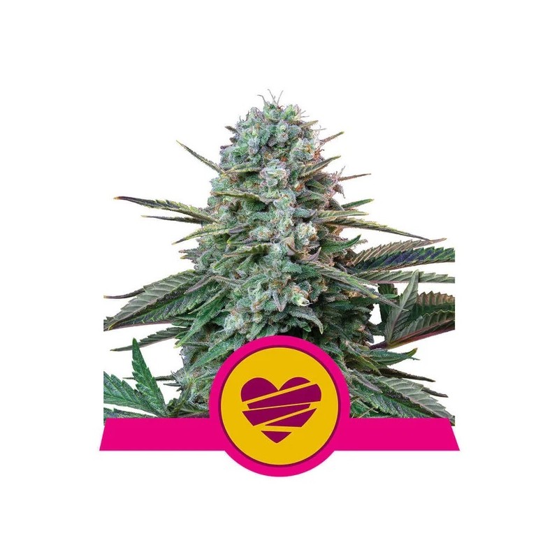 WEDDING CRASHER · Royal Queen Seeds · cannabis seeds · Fem