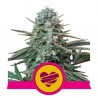 WEDDING CRASHER · Royal Queen Seeds · cannabis seeds · Fem