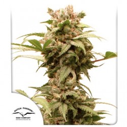 AUTO CBG-FORCE · Dutch Passion · sementes de maconha · Auto Fem