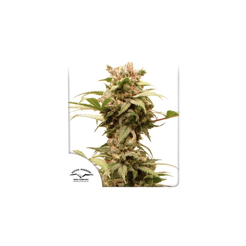 AUTO CBG-FORCE · Dutch Passion · kaufen cannabis samen · Auto Fem