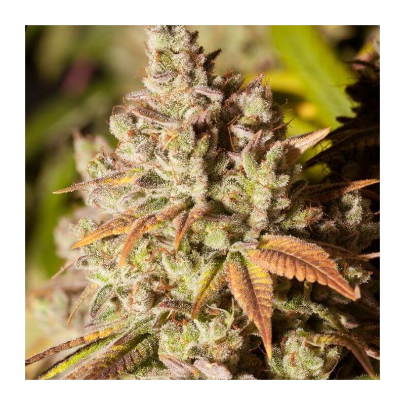 GORILLA GLUE · Dr Green Seeds · semi di canapa all ingrosso · Fem