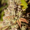 GORILLA GLUE · Dr Green Seeds · semi di canapa all ingrosso · Fem