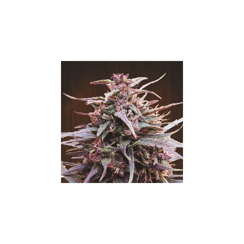 Purple Haze x Malawi · Ace Seeds · kaufen cannabis samen · Fem