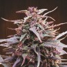Purple Haze x Malawi · Ace Seeds · semi di canapa · Fem