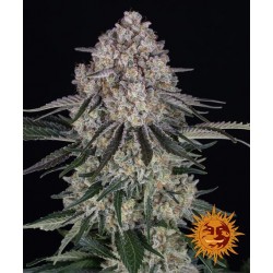 SOUR DIESEL AUTO · Barneys Farm · cannabis seeds · AutoFem