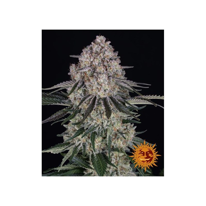 SOUR DIESEL AUTO · Barneys Farm · cannabis seeds · AutoFem
