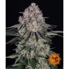 SOUR DIESEL AUTO · Barneys Farm · semi di canapa · AutoFem