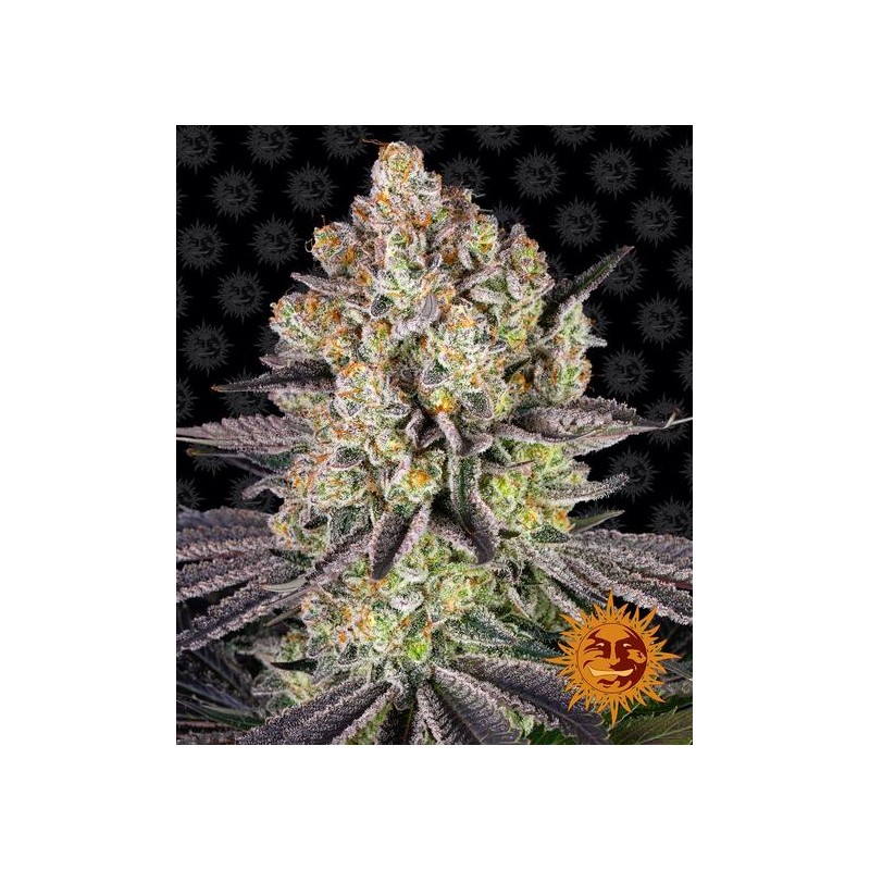RUNTZ · Barneys Farm · semi di canapa · Fem