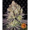 RUNTZ · Barneys Farm · sementes de maconha · Fem