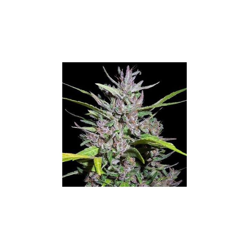 Honduras x Panama · Ace Seeds · semi di canapa · Fem