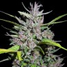 Honduras x Panama · Ace Seeds · cannabis seeds · Fem