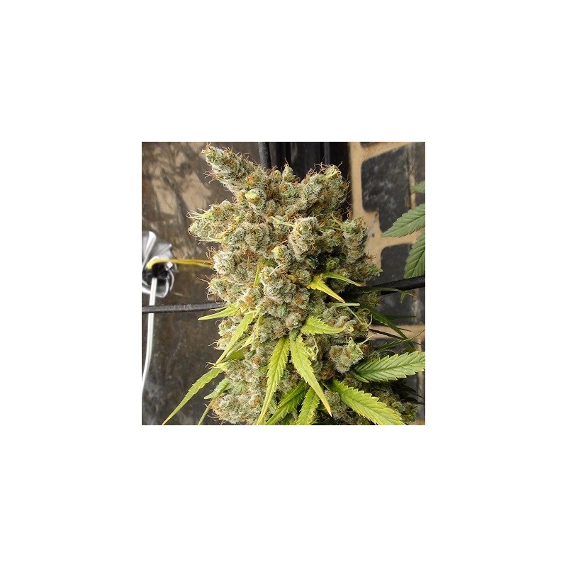 Super Malawi Haze · Ace Seeds · semi di canapa · Fem