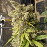 Super Malawi Haze · Ace Seeds · semi di canapa · Fem