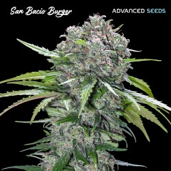 San Bacio Burger · Advanced Seeds · semi di canapa indiana · Fem