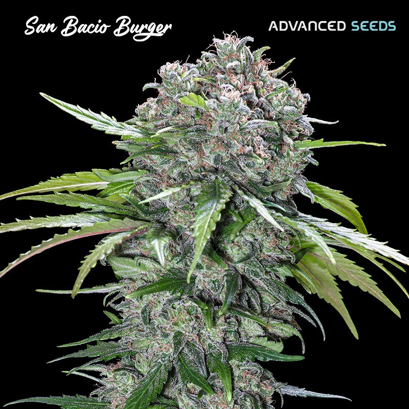 San Bacio Burger · Advanced Seeds · cannabis seeds · Fem