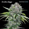 San Bacio Burger · Advanced Seeds · kenevir tohum - disi · Fem