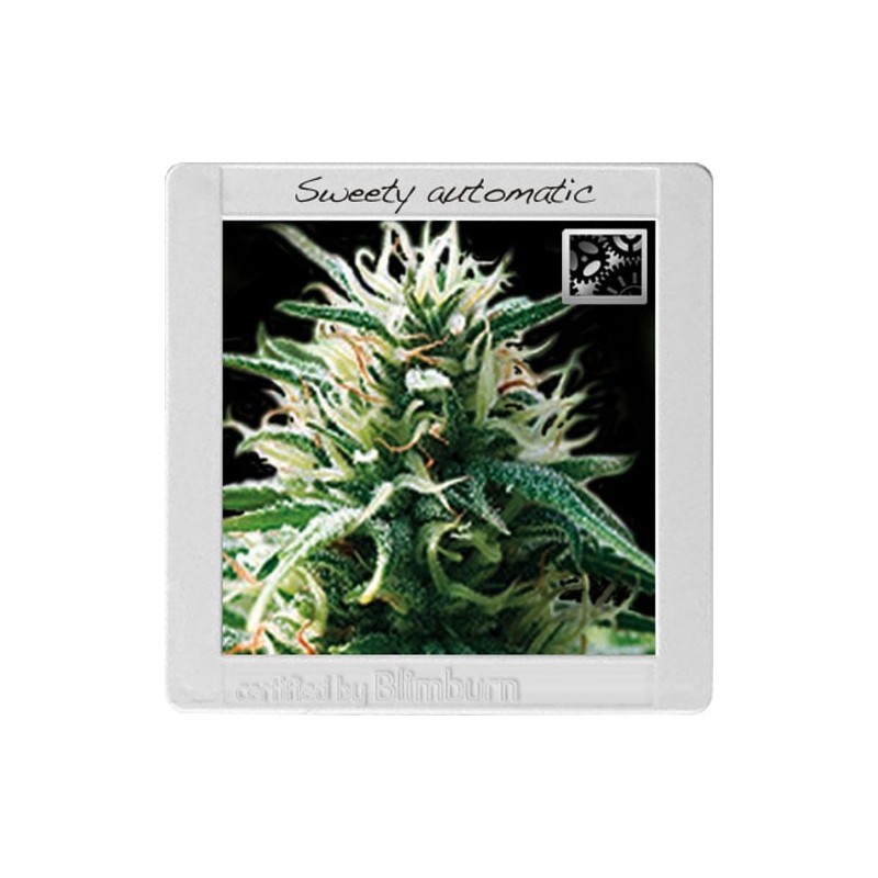Sweety Auto · Blimburn Seeds · semi di canapa · AutoFem