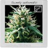 Sweety Auto · Blimburn Seeds · semi di canapa · AutoFem