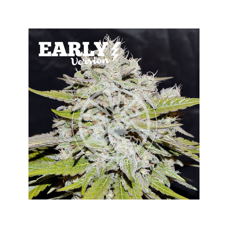 BAY BURGER EARLY VERSION · Delicious · cannabis seeds · Fem