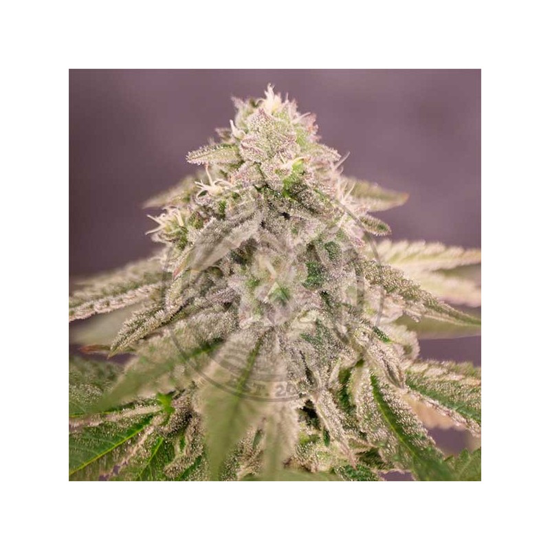 BAY BURGER · Delicious · cannabis seeds · Fem