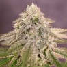BAY BURGER · Delicious · sementes de maconha · Fem