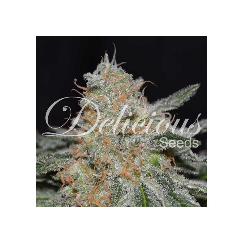 CRITICAL NEVILLE HAZE 2.0  · Delicious · semi di canapa · Fem