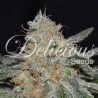 CRITICAL NEVILLE HAZE 2.0  · Delicious · semi di canapa · Fem