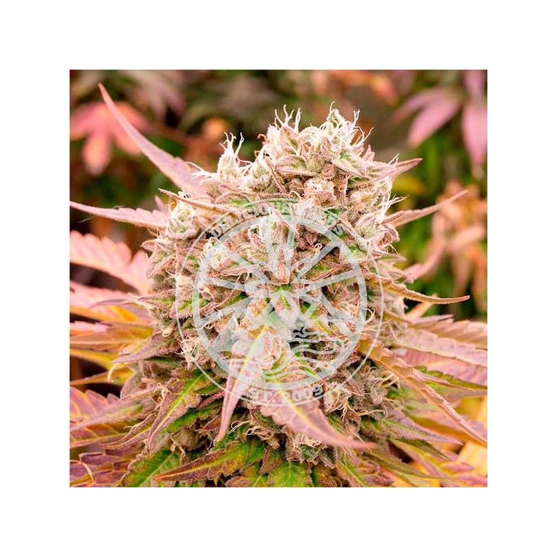 DARK LEMONADE AUTO · Delicious · sementes de maconha · AutoFem