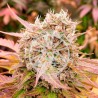 DARK LEMONADE AUTO · Delicious · semi di canapa  · AutoFem
