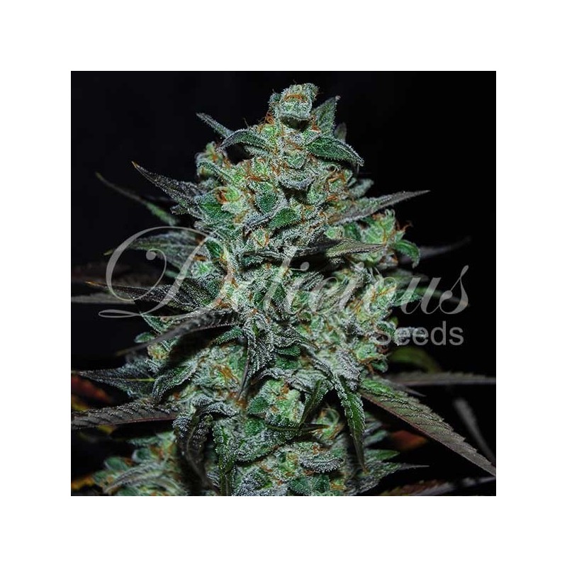 NORTHERN LIGHT BLUE THC FREE · Delicious · semi di canapa · Fem
