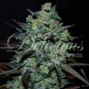 NORTHERN LIGHT BLUE THC FREE · Delicious · semi di canapa · Fem