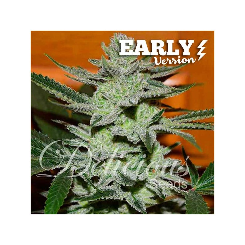 UNKNOWN KUSH EARLY VERSION · Delicious · semi di canapa · Fem
