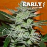 UNKNOWN KUSH EARLY VERSION · Delicious · semi di canapa · Fem