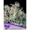 AMNESIA FLASH  · Anesia Seeds · kenevir tohum · Fem