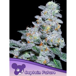 CAPTAIN FUTURE · Anesia Seeds · sementes de maconha · Fem
