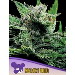 MALAWI GOLD · Anesia Seeds · sementes de maconha · Fem