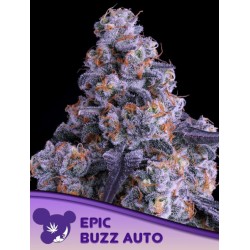 EPIC BUZZ AUTO · Anesia Seeds · semi di canapa · Auto Fem